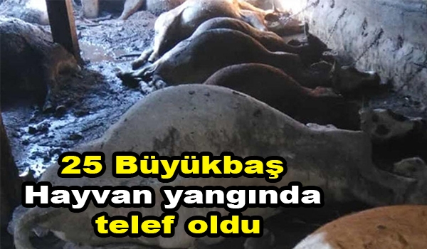 25 büyükbaş hayvan yangında telef oldu