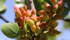 Antep fıstığında bu yıl tarihin en yüksek rekoltesi bekleniyor 