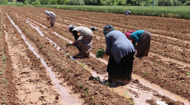 Hayatın devamı için çiftçi üretmeye devam ediyor