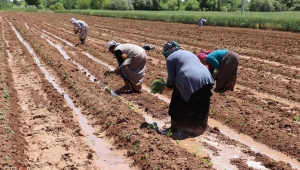 Hayatın devamı için çiftçi üretmeye devam ediyor 