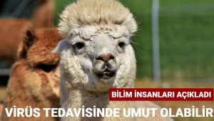 Lamalar mı umut oluyor?