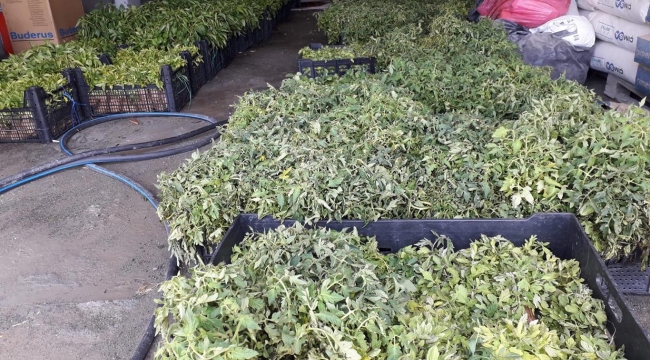 Bingöl Belediyesi 105 bin 700 sebze fidesi dağıtımı yapacak