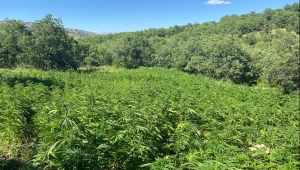 Diyarbakır'da 2 milyon 452 bin 500 kök Hint keneviri ele geçirildi 