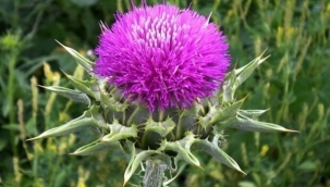 Ağrı'nın her noktasında yetişen diken ciğerlere çok faydası var