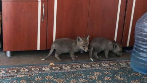 Anneleri ölen yavru tilkiler kedi ve köpek sütüyle besleniyor 