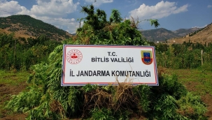 Bitlis'te 48 kilogram esrar ve 2 bin 345 kök kenevir ele geçirildi 