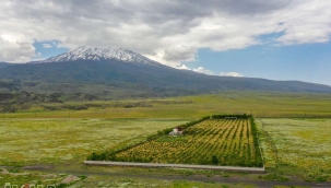 Ağrı Dağı'nın meyvelerini yetiştiriyor