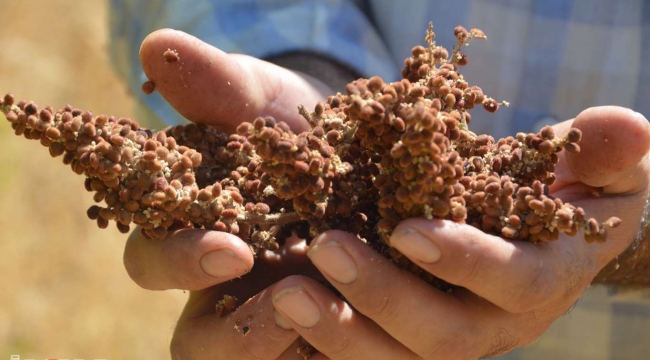 Batman’da sumak hasadı köylülerin yüzünü güldürdü