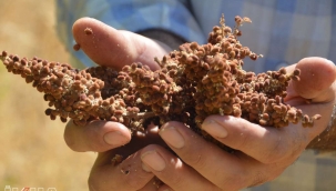 Batman’da sumak hasadı köylülerin yüzünü güldürdü 