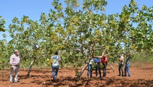Siirt’te 371 bin TL bütçeli 2 tarımsal proje kabul edildi 