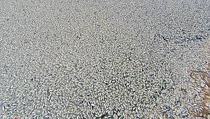 Baraj göletindeki balık ölümleri korkutuyor 