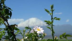 AĞRI DAĞI VE NUHUN GEMİSİNİN İNANÇ TURİZMİ AÇISINDAN ÖNEMİ
