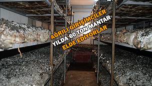 Ağrı'da mantar üretiyorlar