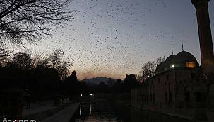 Akşam ezanıyla birlikte kuşların muhteşem gösterisi 