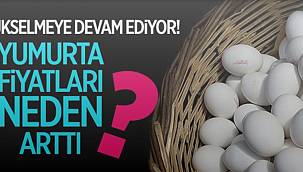Merak edilen konu; Yumurta fiyatları neden arttı