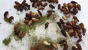 Ağrı'da koyun projesi meyvelerini vermeye başladı 