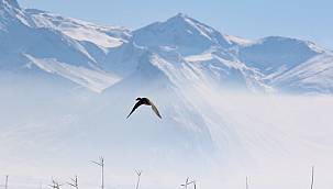 Ağrı'daki kuş sayımı bitti