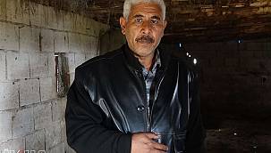 Bir gecede 7 ineği çalınan çiftçi hırsızların bulunmasını istiyor 