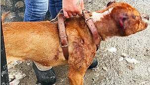 Ağrı'da hayvana işkence yapan kişiye 11 bin TL para cezası verildi