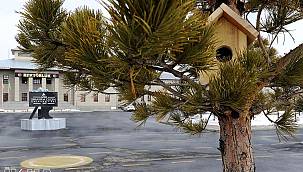 AİÇÜ'de minik dostlara barınma alanları yapıldı 