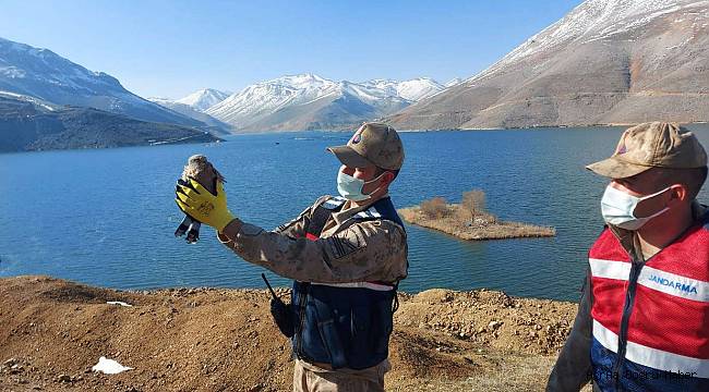 Tedavi edilen yavru şahin doğaya bırakıldı