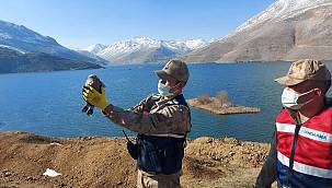 Tedavi edilen yavru şahin doğaya bırakıldı 