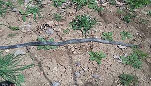 2 metrelik yılan çiftçiye saldırdı 