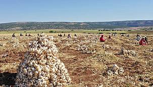 Araban sarımsağının tescili için başvuru yapıldı 