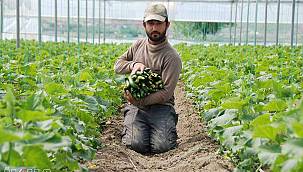 Batman’da ilk yerli salatalık hasadı başladı 