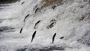 İnci Kefali için av yasağı 