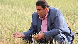 Kuraklık nedeniyle ekinler tarlalarda kurumya başladı 