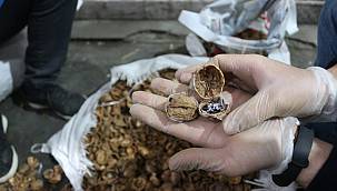 Tırın içindeki cevizden uyuşturucu çıktı