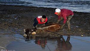 Bataklığa saplanan 17 büyükbaş hayvan büyük çabalar sonucu kurtarıldı 