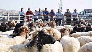 Artan yem ve saman fiyatları besicileri tedirgin ediyor