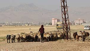 Besiciler artan yem fiyatlarına isyan etti 