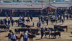Yüksek saman fiyatları besicileri endişelendiriyor 