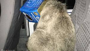 Ağrı'da yiyecek arayan yavru ayı kafasını teneke kutusuna sıkıştırdı 