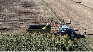 Ağrı'da ilk silajlık mısır hasadı başladı 