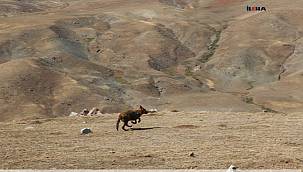 Ağrı'da savunmasız bir şekilde bulunan 4 kurt yavrusu bakımlarının ardından doğaya bırakıldı