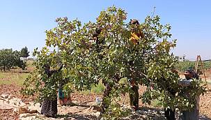 Antep fıstığının fiyatındaki düşüş üreticilerini zorluyor 