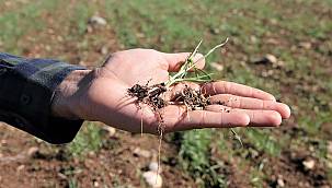 Kuraklıktan etkilenen çiftçiye 