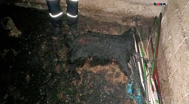 Ağrı'da bir ahır yandı birçok gebe hayvan telef oldu