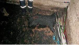 Ağrı'da bir ahır yandı birçok gebe hayvan telef oldu