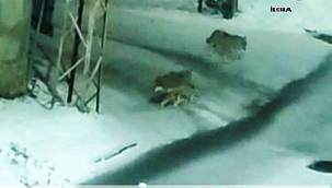 Taşlıçay'da aç kalan kurtlar ilçe merkezine indi