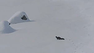 Ağrı’da tedavisi tamamlanan kaya sansarı yeniden doğaya salındı