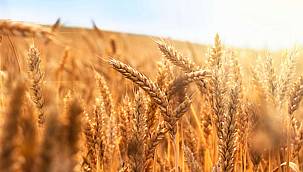 Buğdaya yüzde 22 zam geldi