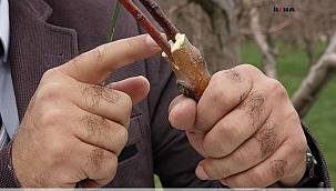 Ağaç aşısı nedir, neden ve nasıl yapılır?