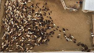 Ağrı'da yüzlerce kuzunun anneleriyle buluşma anı drone ile görüntülendi 