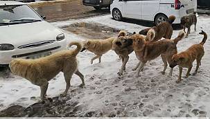 Köpekler Van'da kız çocuğuna saldırdı