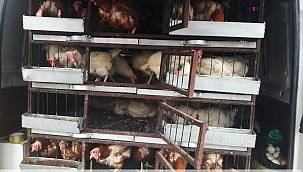 Tavuk yetiştiricileri baharın gelişiyle çevre illerde pazara çıktı